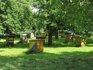 pasieka_09 